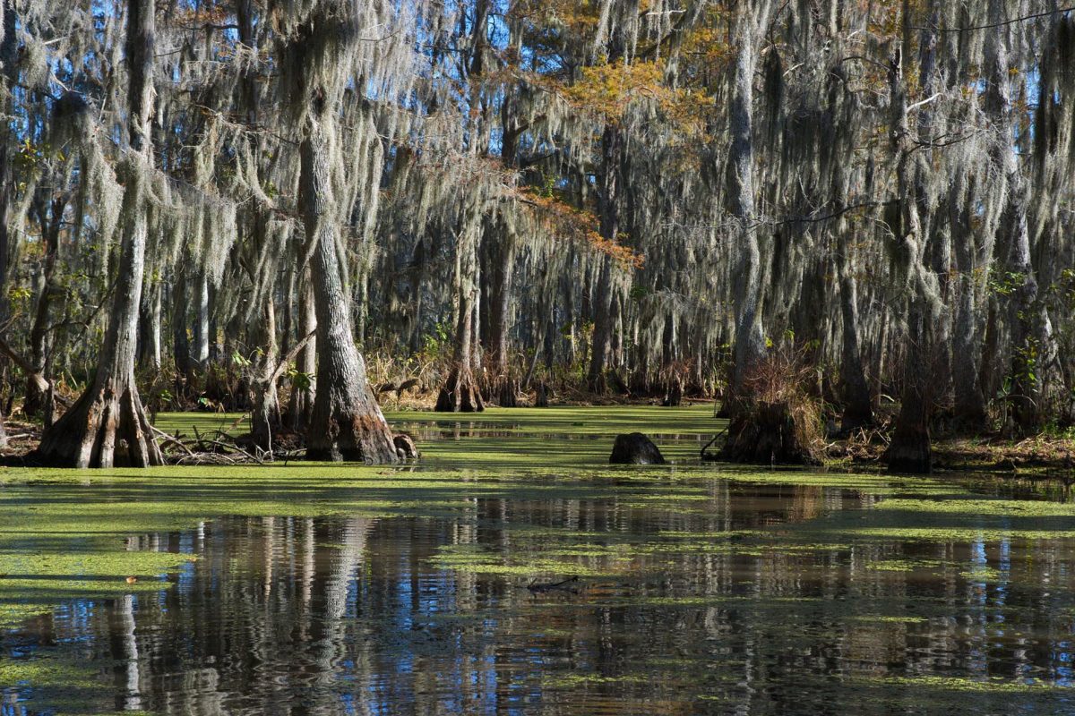 BAYOU