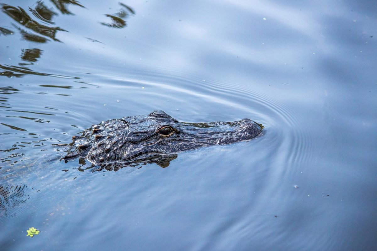 GATOR SWIMMING