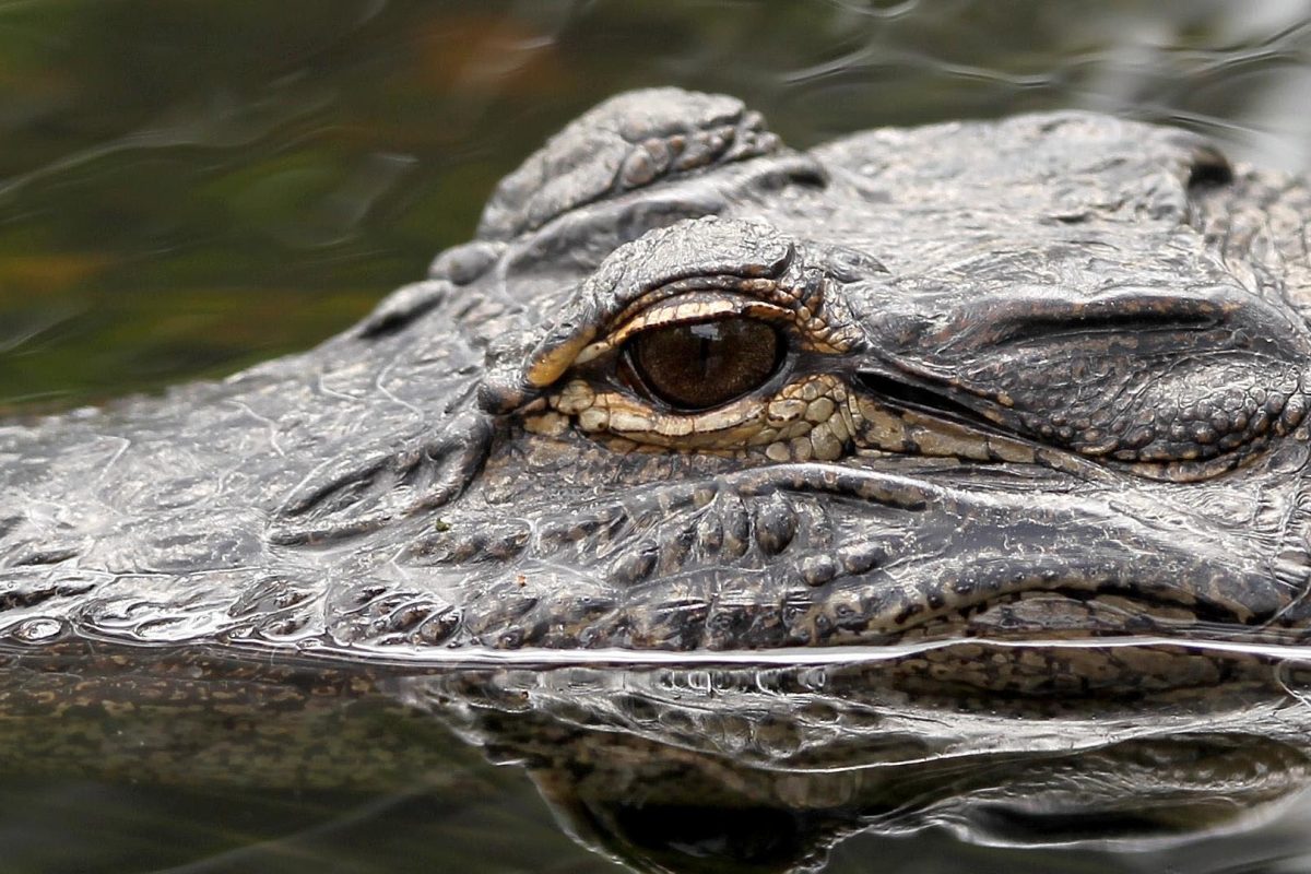 Gator